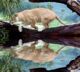Lion's reflection